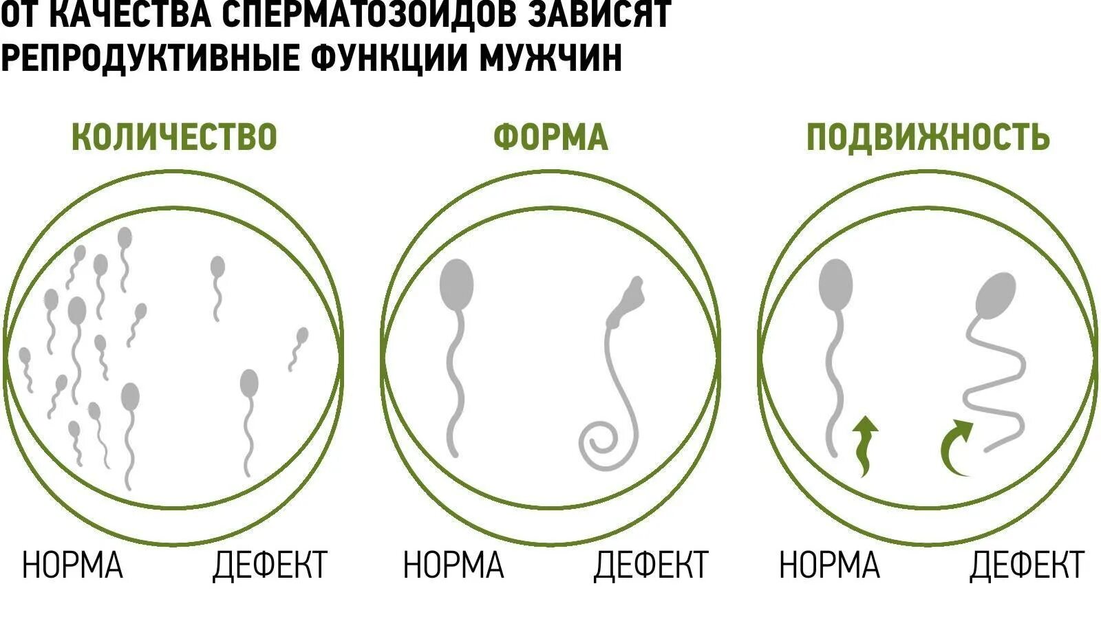 Нормальные сперматозоиды. Сколько сперматозоидов у мужчины. Выработка сперматозоидов. Что будет если кончить в мужчину