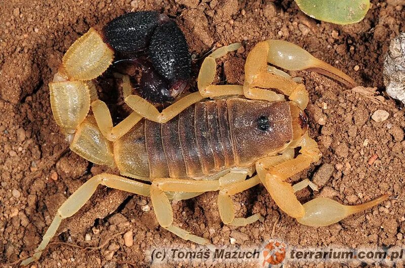 Какую среду освоил скорпион. Parabuthus liosoma. Parabuthus villosus. Parabuthus liosoma Egypt.