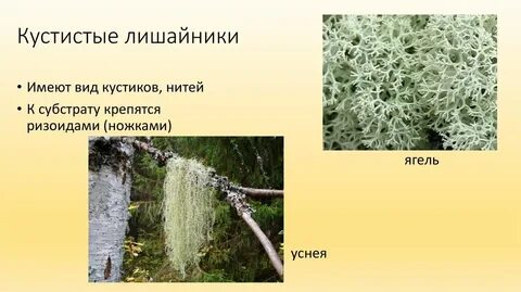 Выберите лишайник