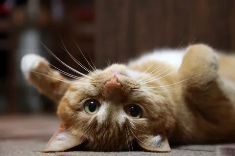 Смешные котики лучшее