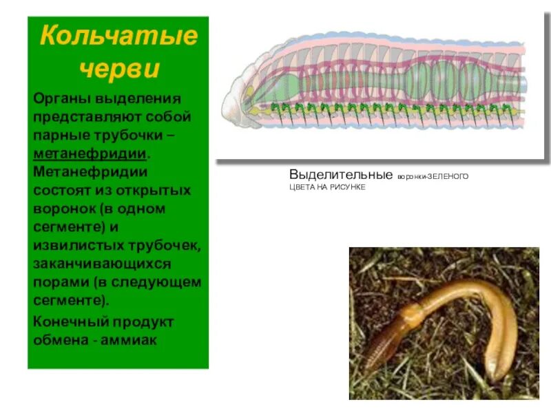 Выделение кольчатых червей