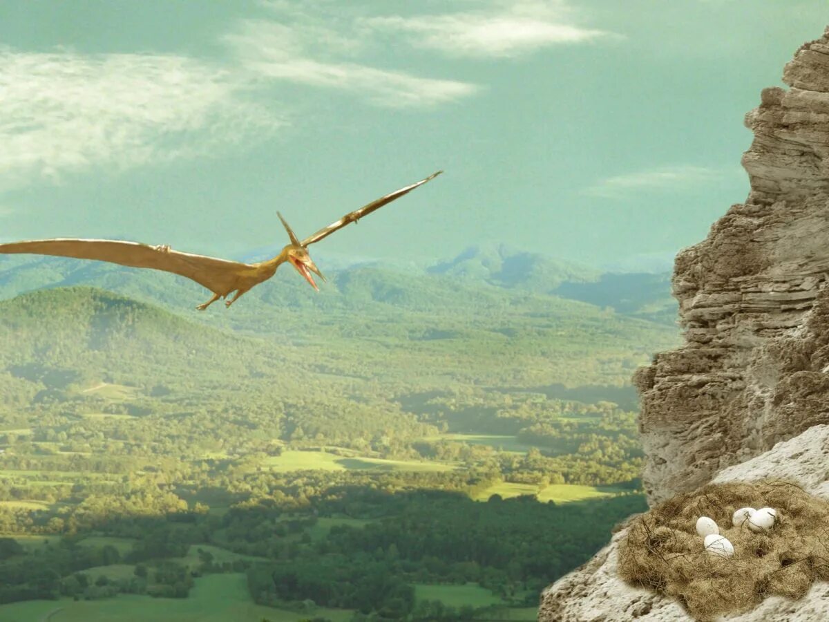 Птиродактель. Птеранодон динозавр. Птерозавры Юрского периода. Летающие динозавры. Птеродактиль фото.