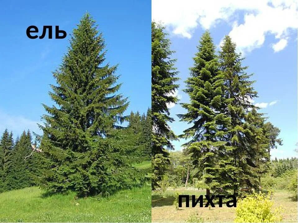 Чем отличается ель от елки: есть ли разница между деревьями, сравнение с сосной