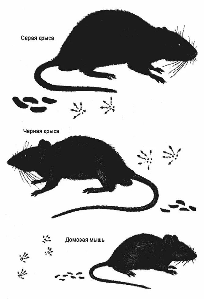 Отличие мыши от крысы. Крыса и мышь отличия. Хвост мыши и крысы отличия. Как отличить мышь от крысы маленьких.