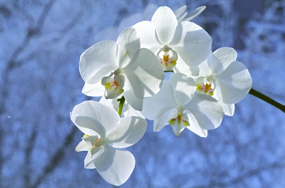 Орхидеи на снегу. Орхидея винтер лав. Орхидея в горшке на подоконнике. Цветет ли орхидея зимой. Орхидея в домашних условиях.