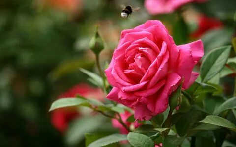 Rose photo