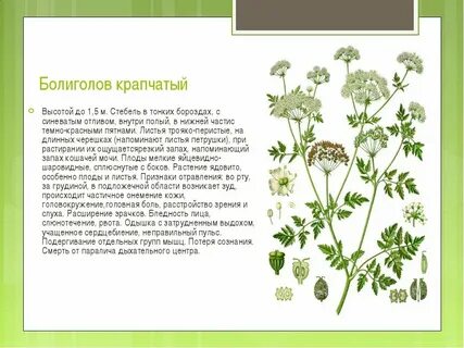 Болиголов растение фото описание