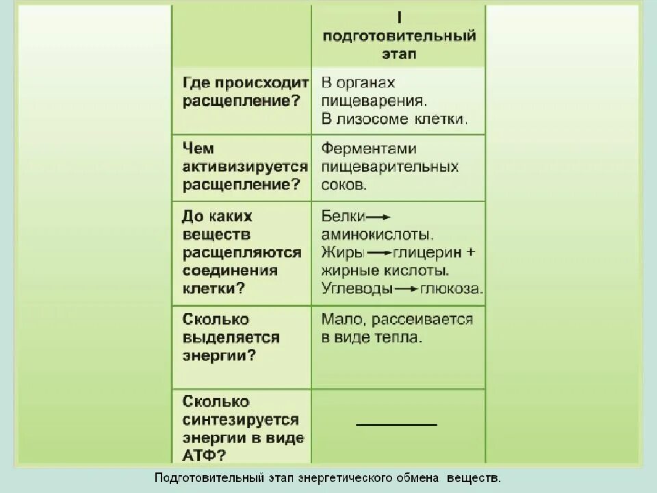 Где происходит расщепление подготовительного этапа. Этапы обмена веществ и энергии таблица. Этапы обмена веществ подготовительный этап. 3 этап энергетического обмена происходит