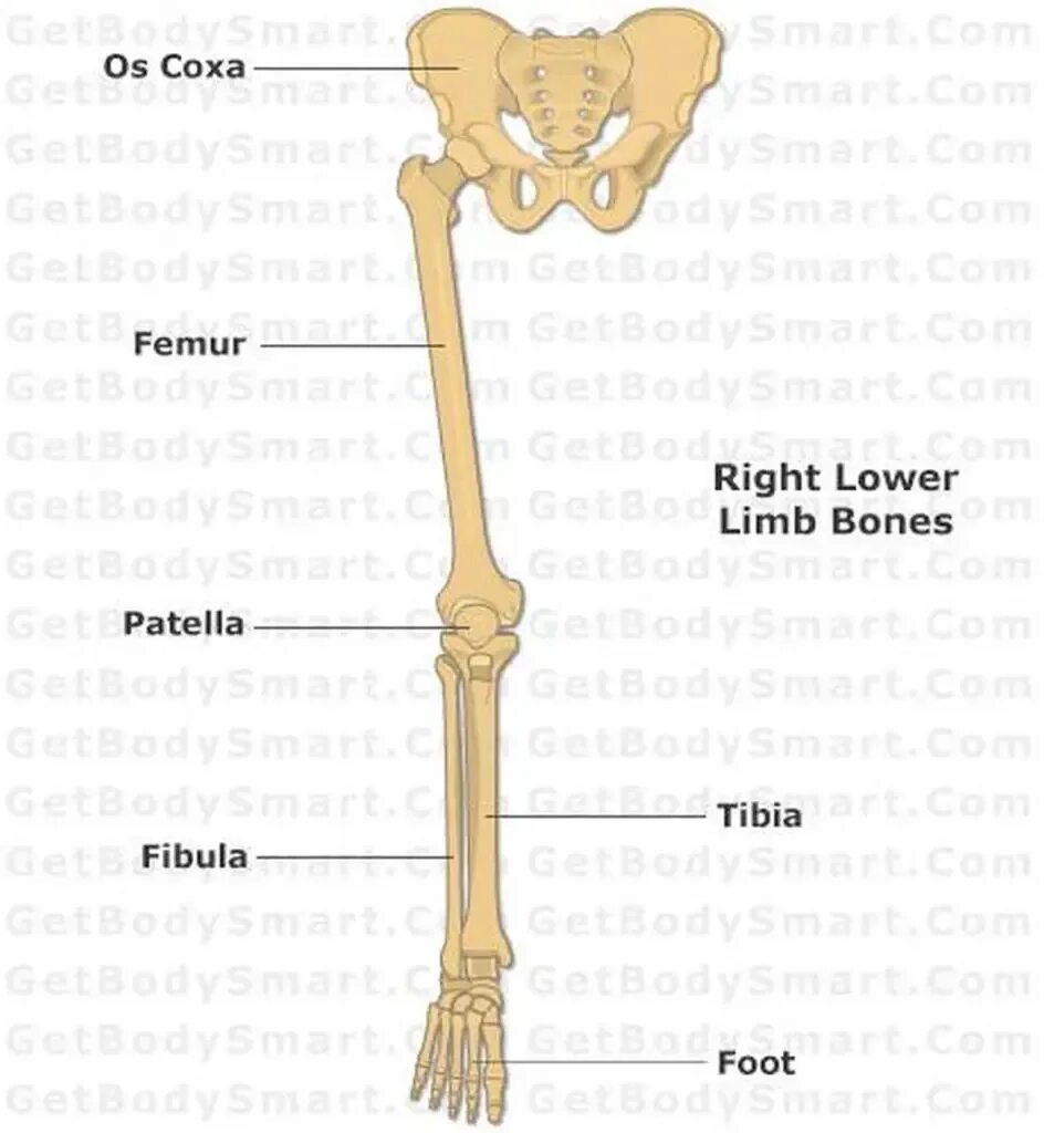 Lower Limb Bones. Кости ноги. Скелет нижних конечностей. Кости нижней конечности на латинском. The bones form