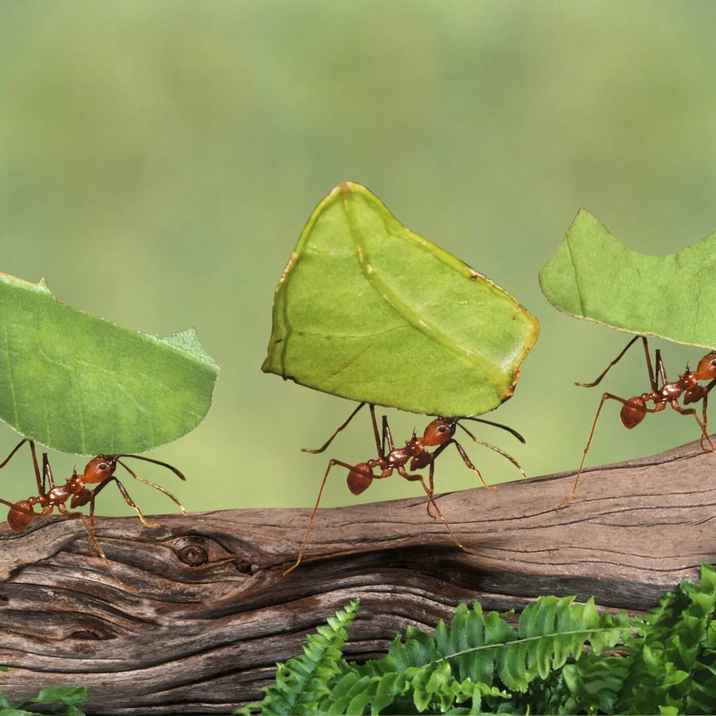 Живучий аудиокнига 4 муравье. Муравьи листорезы. Муравьи листорезы Южной Америки. Трудолюбивый муравей. Муравей трудяга.