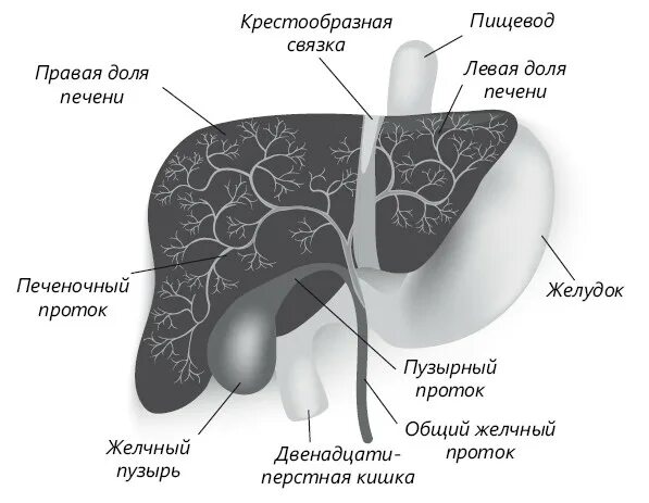 Причины увеличения доли печени