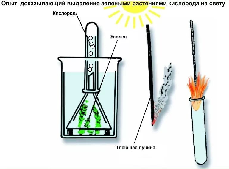 Опыт доказывающий выделение кислорода элодеей. Опыт с элодеей выделение кислорода. Выделение кислорода растениями в процессе фотосинтеза опыт. Доказательство выделения кислорода в процессе фотосинтеза.