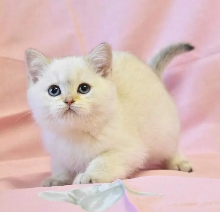 Британская шиншилла пойнт. Шиншилла поинт. Шиншилла поинт. Шиншилла поинт. Шотландская шиншилла пойнт.