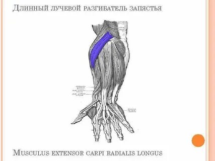 Длинный лучевой разгибатель запястья латынь