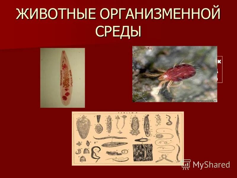 организменная среда оьитани. организменные животные. организменная среда обитания паразиты. организменная среда обитания. обитатели организменной среды паразиты.