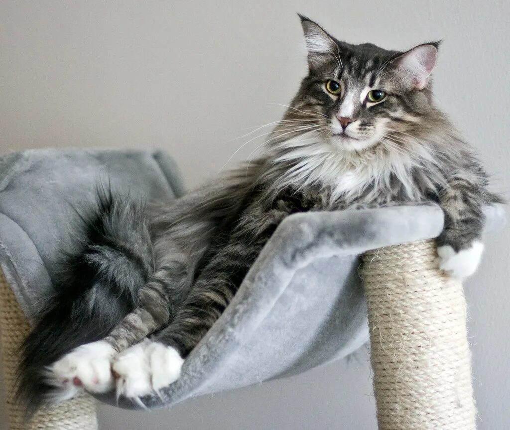 Длинный кот порода. Норвежский Лесной кот. Норвежская Лесная кошка породы кошек. Большие коты. Огромная кошка.