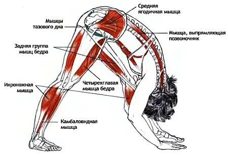 Наклон туловища какие мышцы