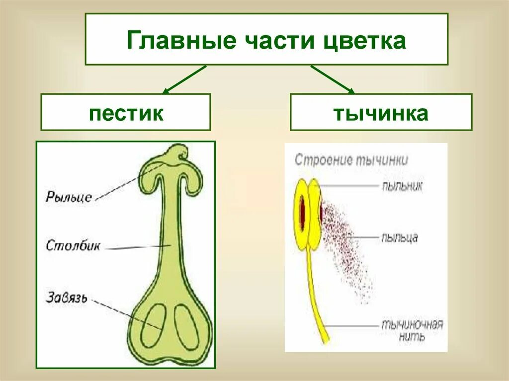 Две главные части цветка. Строение пестика и тычинки. Из чего состоит пестик 6 класс. Пестик это в биологии 6 класс. Схема строения пестика.