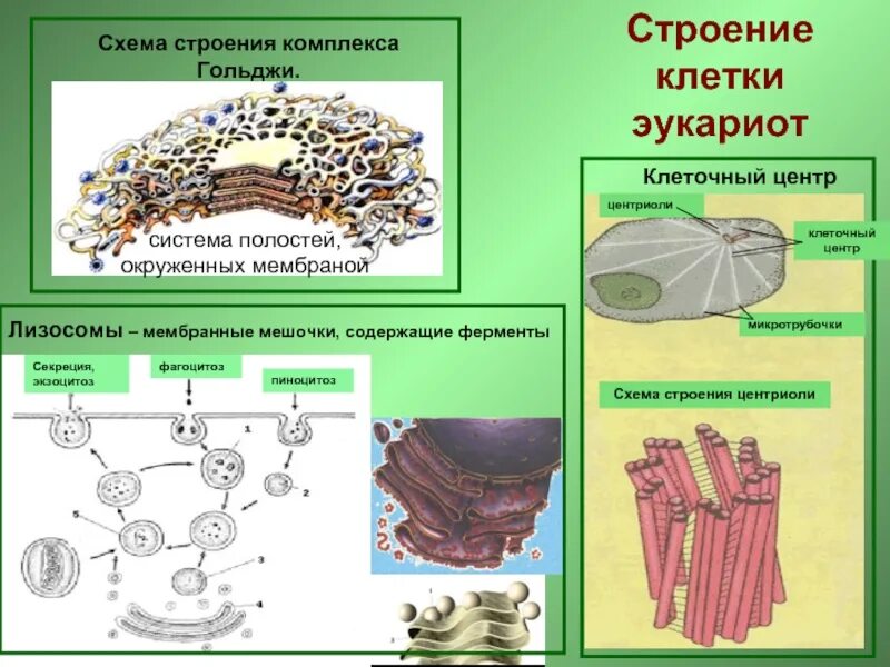 Какие формы мембранных структур образуют аппарат гольджи. Комплекс Гольджи органеллы и функции. Комплекс Гольджи строение и функции. Таблица строение клетки комплекс Гольджи. Строение мембраны мешочков комплекса Гольджи.