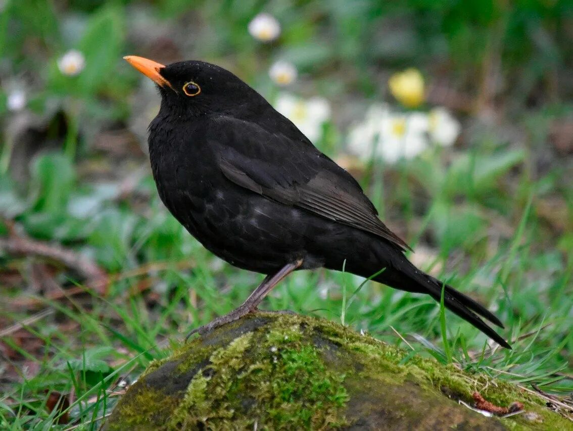 Blackbird bird