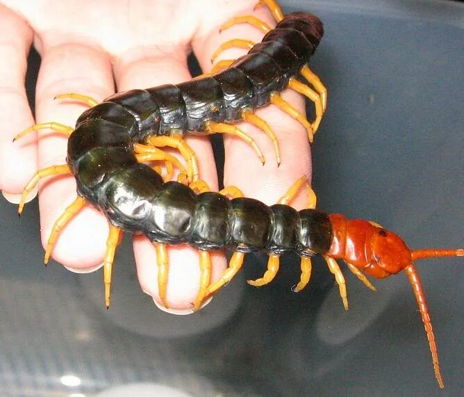 Тайские драже от кашля. Губоногие многоножки. Драже со сколопендрой. Таблетки от кашля со сколопендрой таиланд. Драже со сколопендрой.