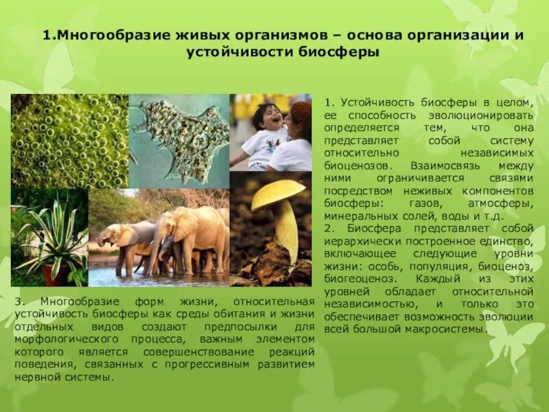 Почему мир животных многообразен