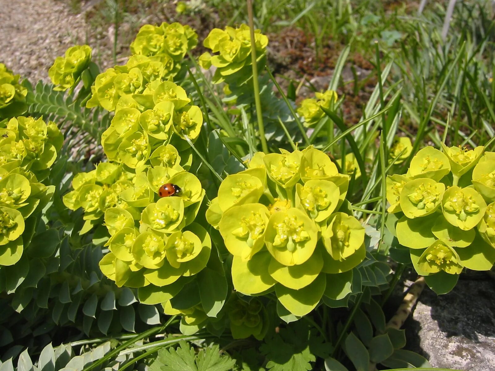 Молочай Палласа Фишера. Молочай Палласа Euphorbia fischeriana. Молочай Палласа корень. Молочай Оштенский. Молочай корень мужик корень