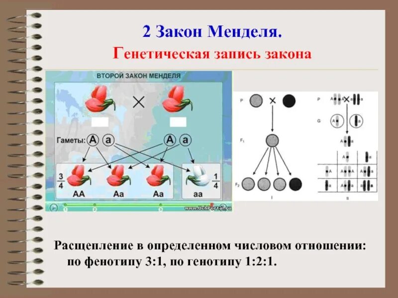 2 Менделя. 2 Закон Менделя закон расщепления. 2 Закон Менделя генетика. Моногибридное скрещивание f2.