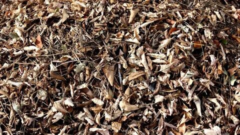 Dead leaves