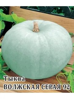 Тыква волжская серая