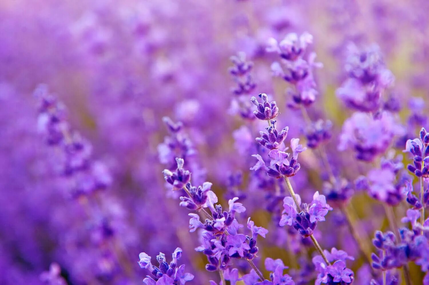 Лавандин камень. Lavenderlav записи. Crabtree evelyn verbena lavender шампунь. Lavenderlav записи. Лаванда isolated.