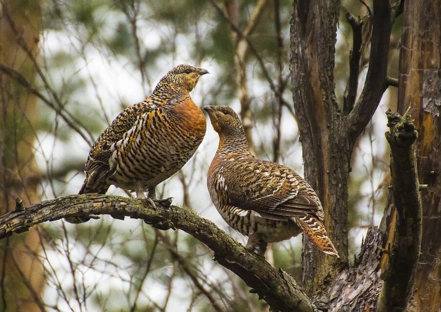 в п астафьев капалуха план. самка глухаря капалуха. капалуха. астафьев капалуха 3 класс. глухарь и капалуха.