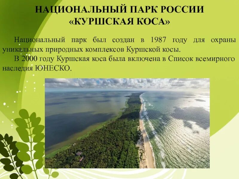 Сообщение про куршскую косу. Сообщение про куршскую косу