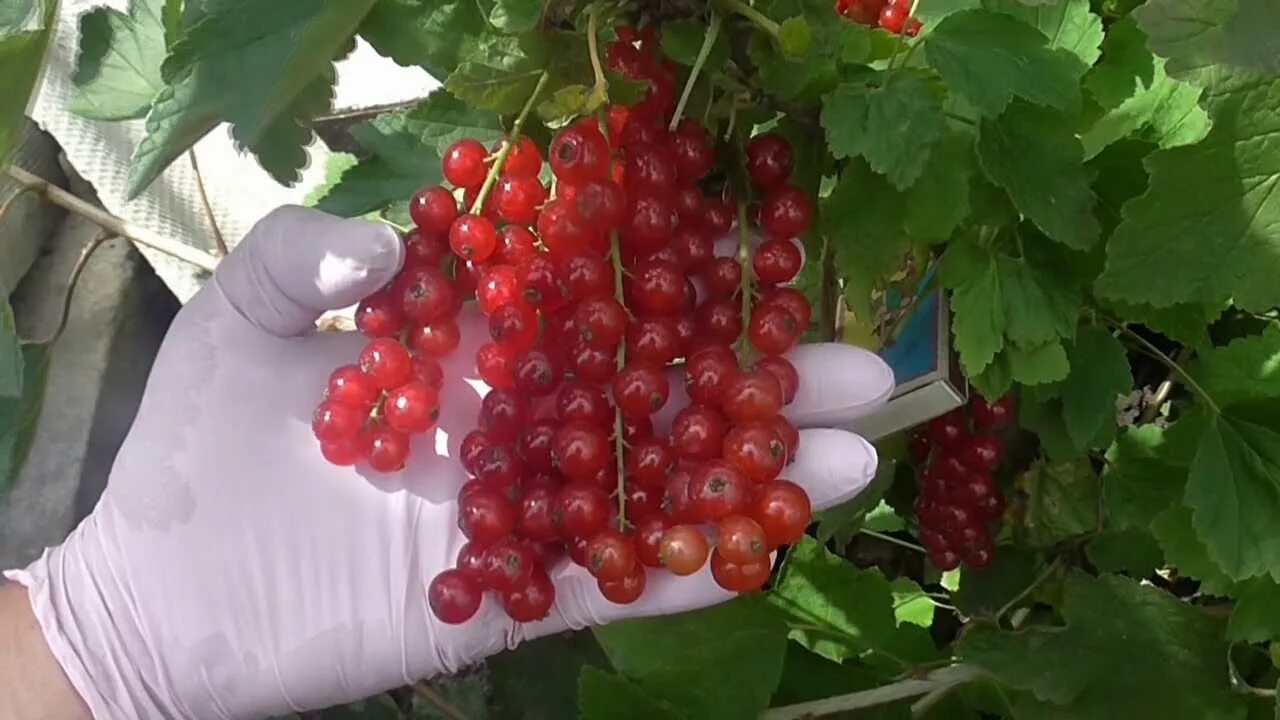Смородина красная ровада. Смородина красная джонкер ван. Смородина красная мармеладница. Смородина ровада. Сорт красной смородины ровада отзывы.