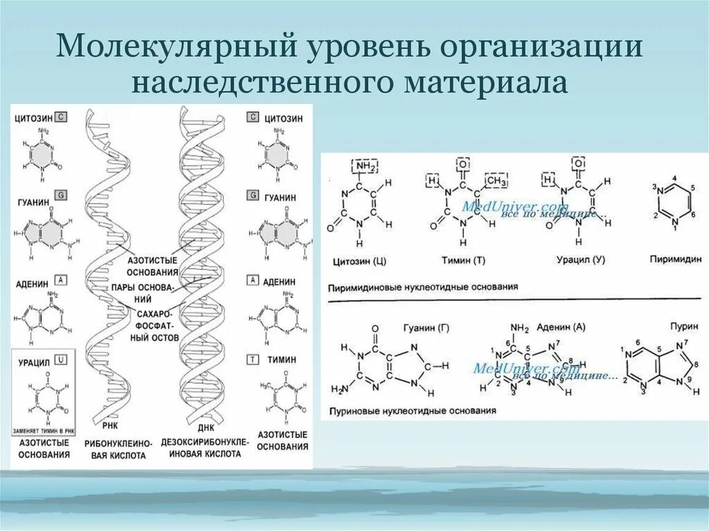 Структурно-функциональные уровни генетического материала. Геномный уровень организации генетического материала. Молекулярный уровень организации наследственного материала. Уровни организации генетического материала у эукариот. Организация наследственного материала