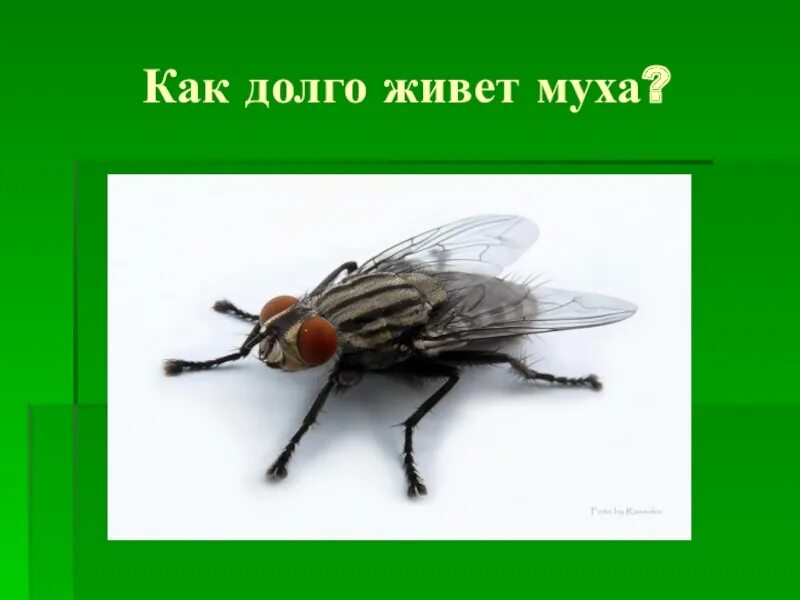 Сколько живут мухи. Продолжительность жизни мухи. Как долго живут мухи. Растет Муха.