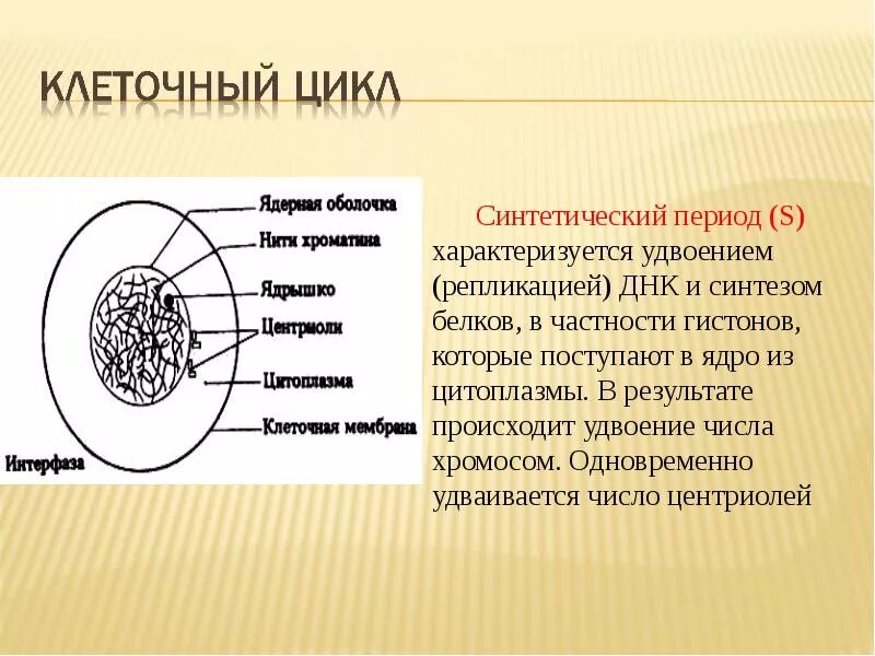 Строение ядра интерфазной клетки. Интерфаза клетки. Строение клетки в интерфазе. Интерфаза клетки рисунок.