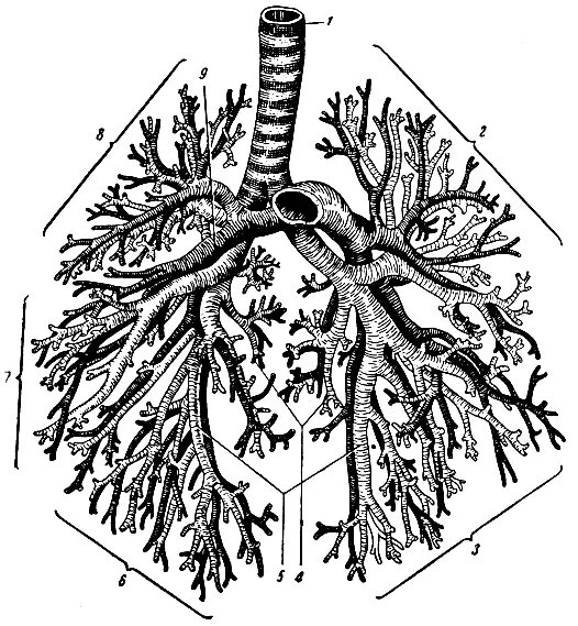 трахея 3д. тархея. трахея и бронхи анатомия человека. трахея бронхи бронхиальное дерево. трахея бронхи бронхиальное дерево.