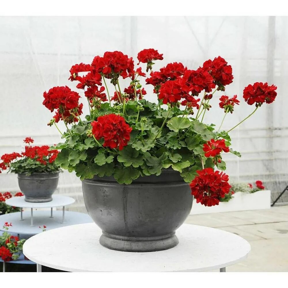 герань в горшочках. пеларгония зональная в кашпо. герань горшечная. пеларгония соллери. герань ксэйнт ола.