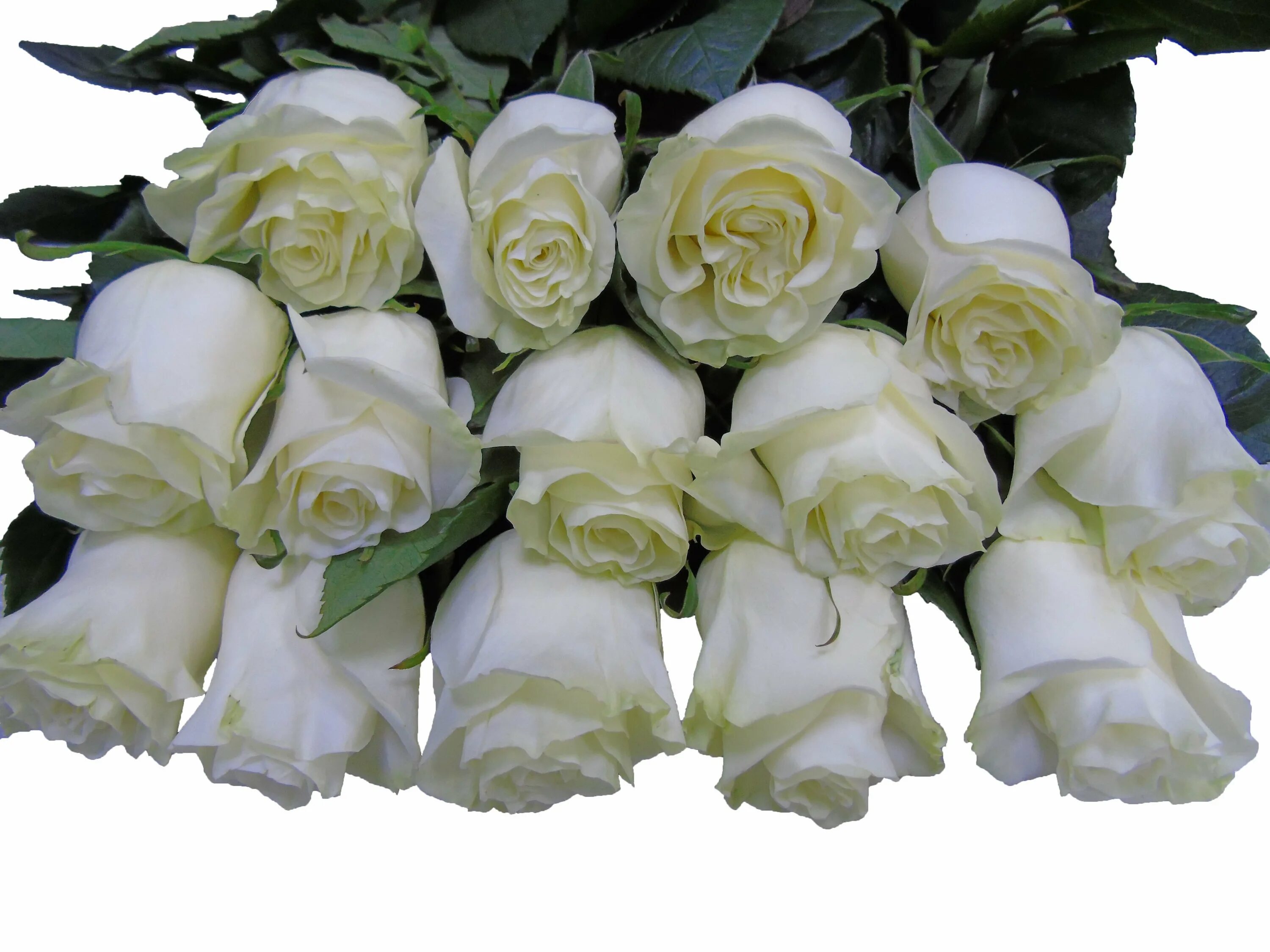 Розы белые низкие. Сорт роз Мондиаль.