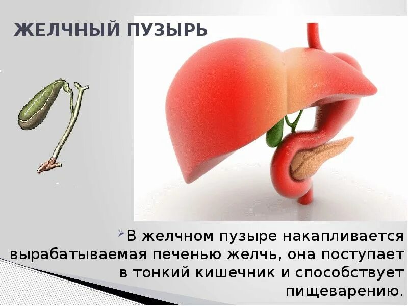 Накапливает желчь. Желчный пузырь вырабатывает желчь. Желчный пузырь биология. В желчный пузырь желчь поступает:. Поступление желчи в желчный пузырь.