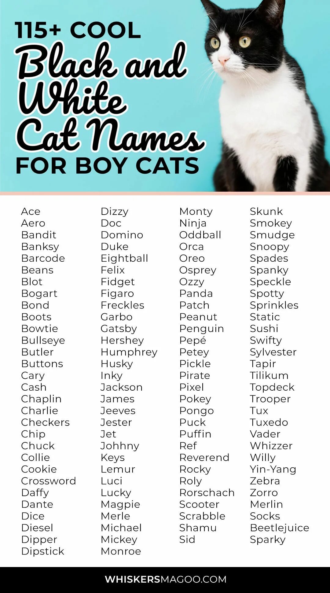 Имя для черно белого кота. Имена для кошек. Классные имена для кошек. Имена для котят. Красивые клички для кошечек.
