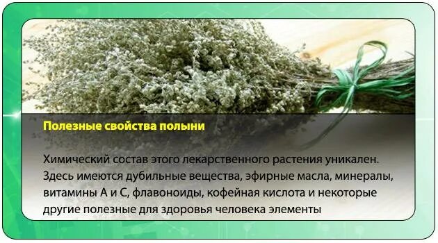 Лечебные свойства полыни. Полынь целебные свойства растений. полынь свойства применение. лечебные свойства полын. полезные свойства полыни.