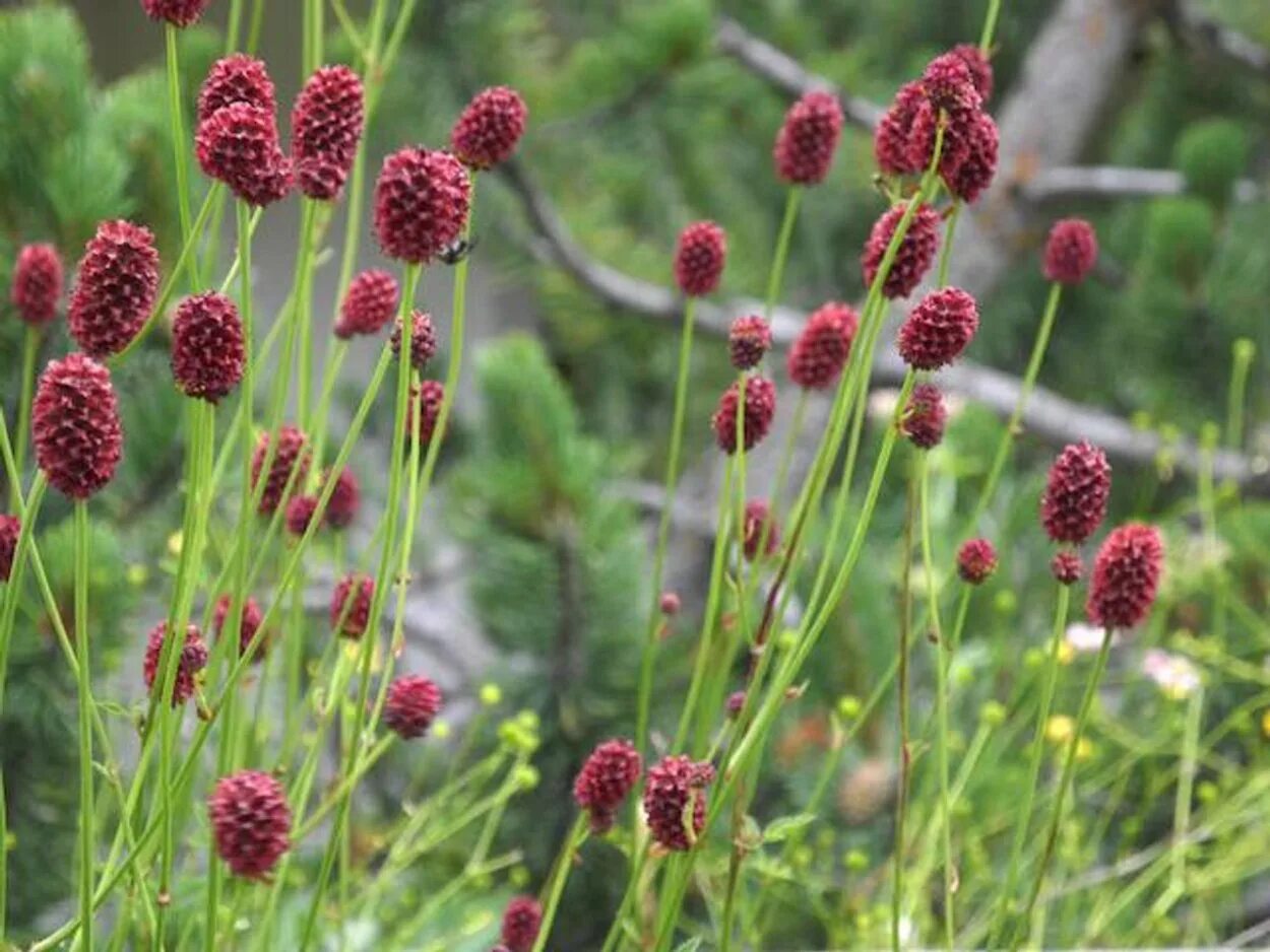 Кровохлебка Sanguisorba. Кровохлебка лекарственная (Sanguisorba officinalis). Кровохлебка Танна. Кровохлебка лекарственная (Sanguisorba officinalis `Tanna`).