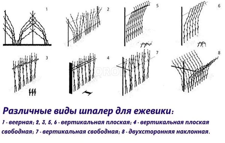 Схема подвязки ежевики на шпалере в открытом грунте. Схема посадки ежевики на шпалеру. Подвязка ежевики на шпалере. Схема посадки ежевики садовой. Какую малину лучше сажать