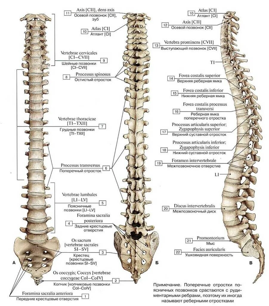 L1 l2 позвонки. Позвоночный столб анатомия на латыни. Позвонки и Позвоночный столб анатомия. Позвоночная кость анатомия.