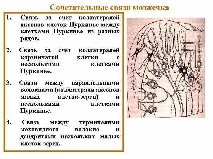 Мозжечок волокна. Клетки мозжечка гистология. Схема нейронных связей коры мозжечка. Клетка Пуркинье мозжечка строение. Схема основных межнейронных связей мозжечка.