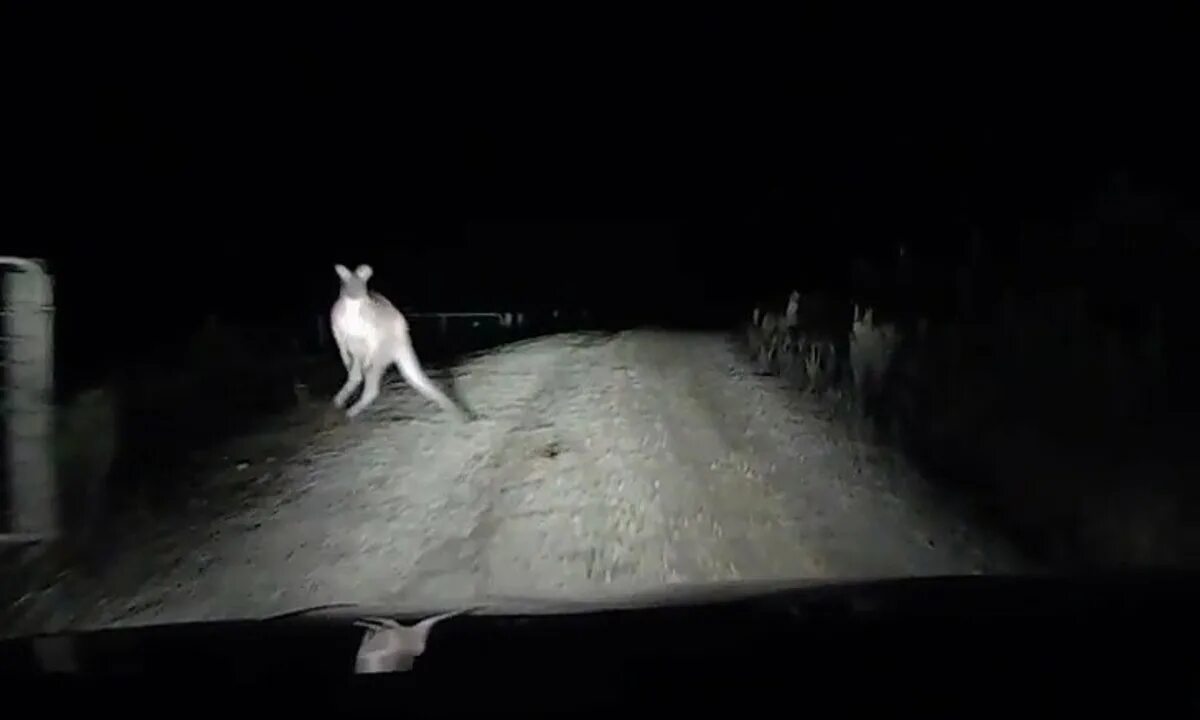 Кенгуру на дороге. Кенгуру атаковал автомобиль. Нападение на дороге