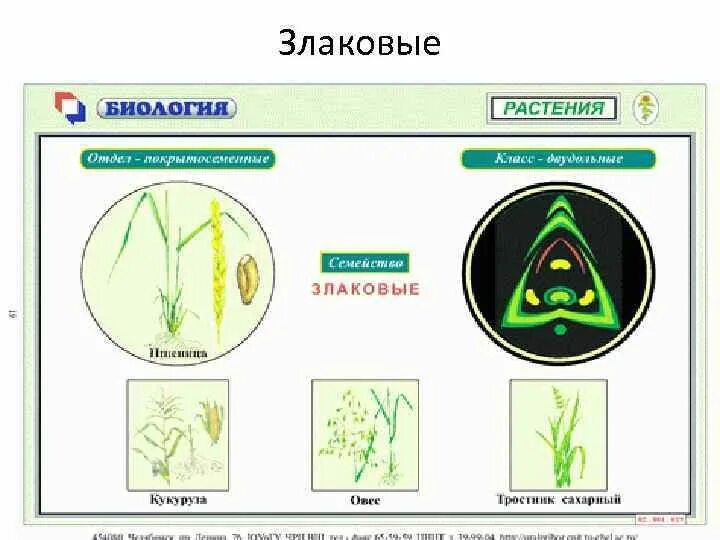 Какая формула цветка семейства злаки. Семейство злаковые диаграмма цветка. Злаковые формула цветка и диаграмма. Формула цветка злаковых. Семейство злаковые формула и диаграмма.