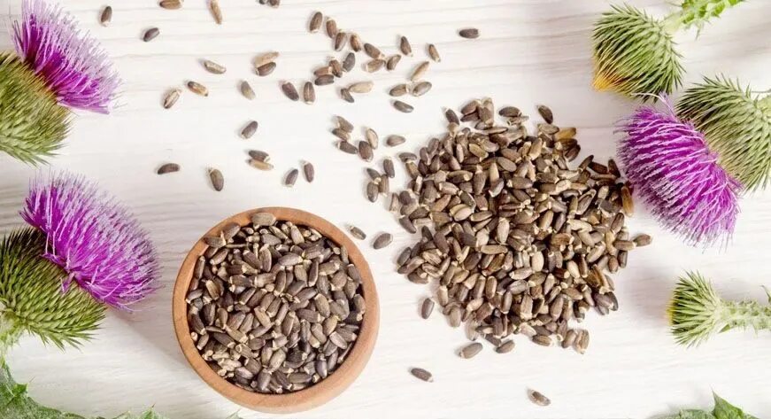 Семена расторопши. Молоть семена расторопши. Семена расторопша пятнистая. Расторопша пятнистая сырье. Расторопша алтайвита.